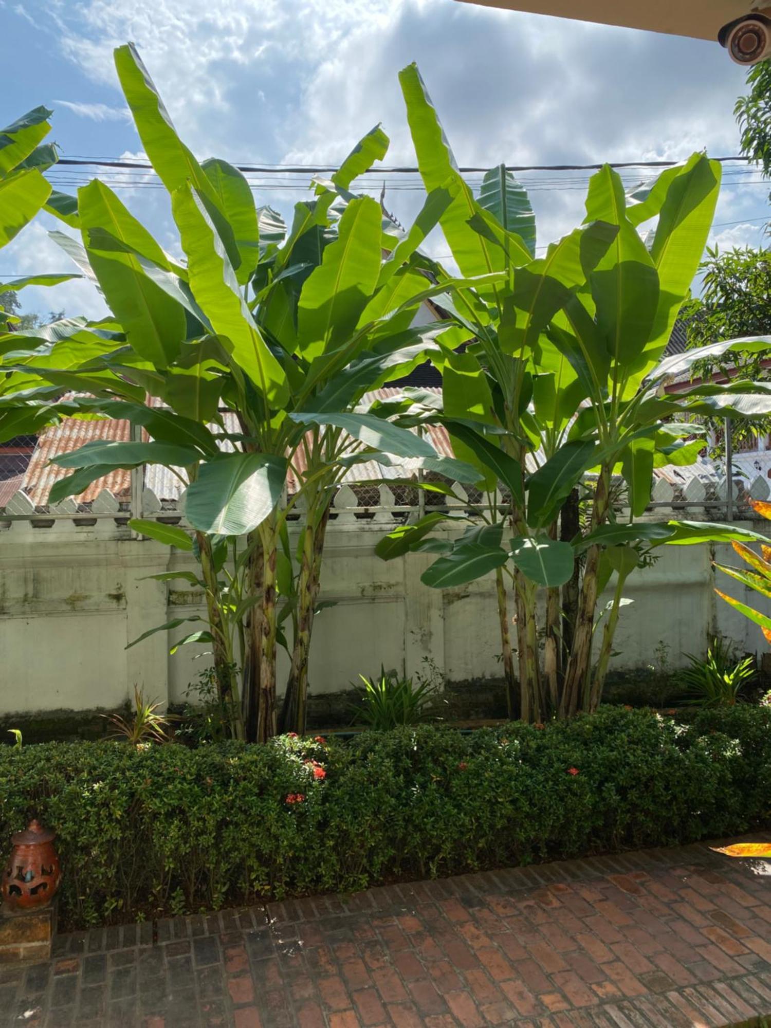 Luang Prabang Residence & Travel المظهر الخارجي الصورة